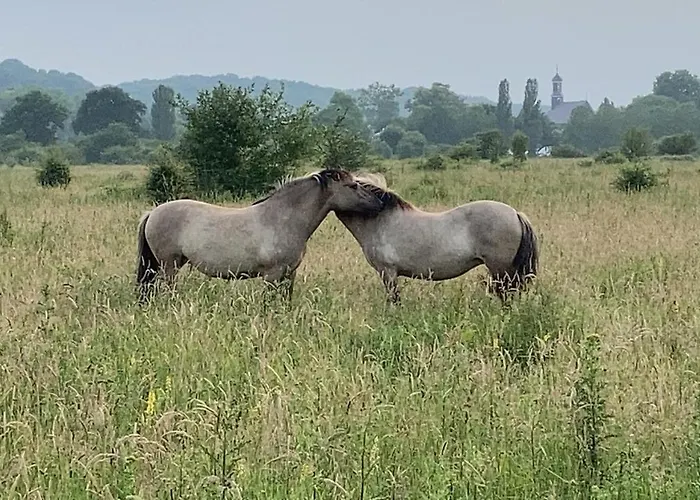 Sans Souci Apartamento *