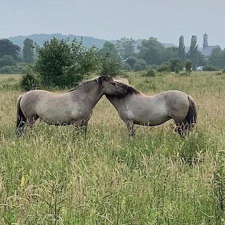 Sans Souci 아파트 *